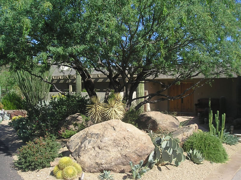 How to Prune an Arizona Native Multi-Trunk Tree – Earth Care 