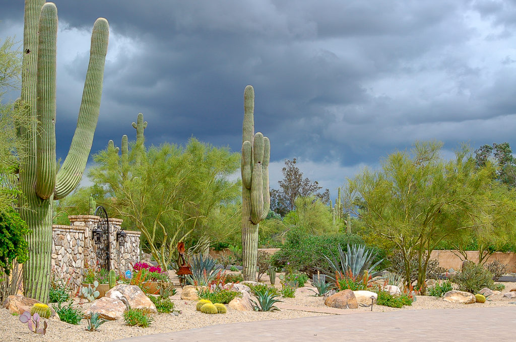 Benefits of a Xeriscape Yard – Earth Care 